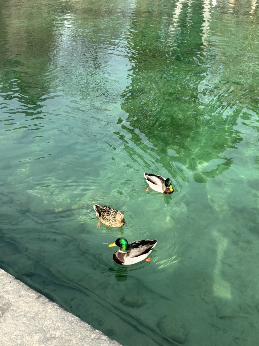 5b0572c97ce99a12887c9971735f6c4b_1741781050_854.jpeg